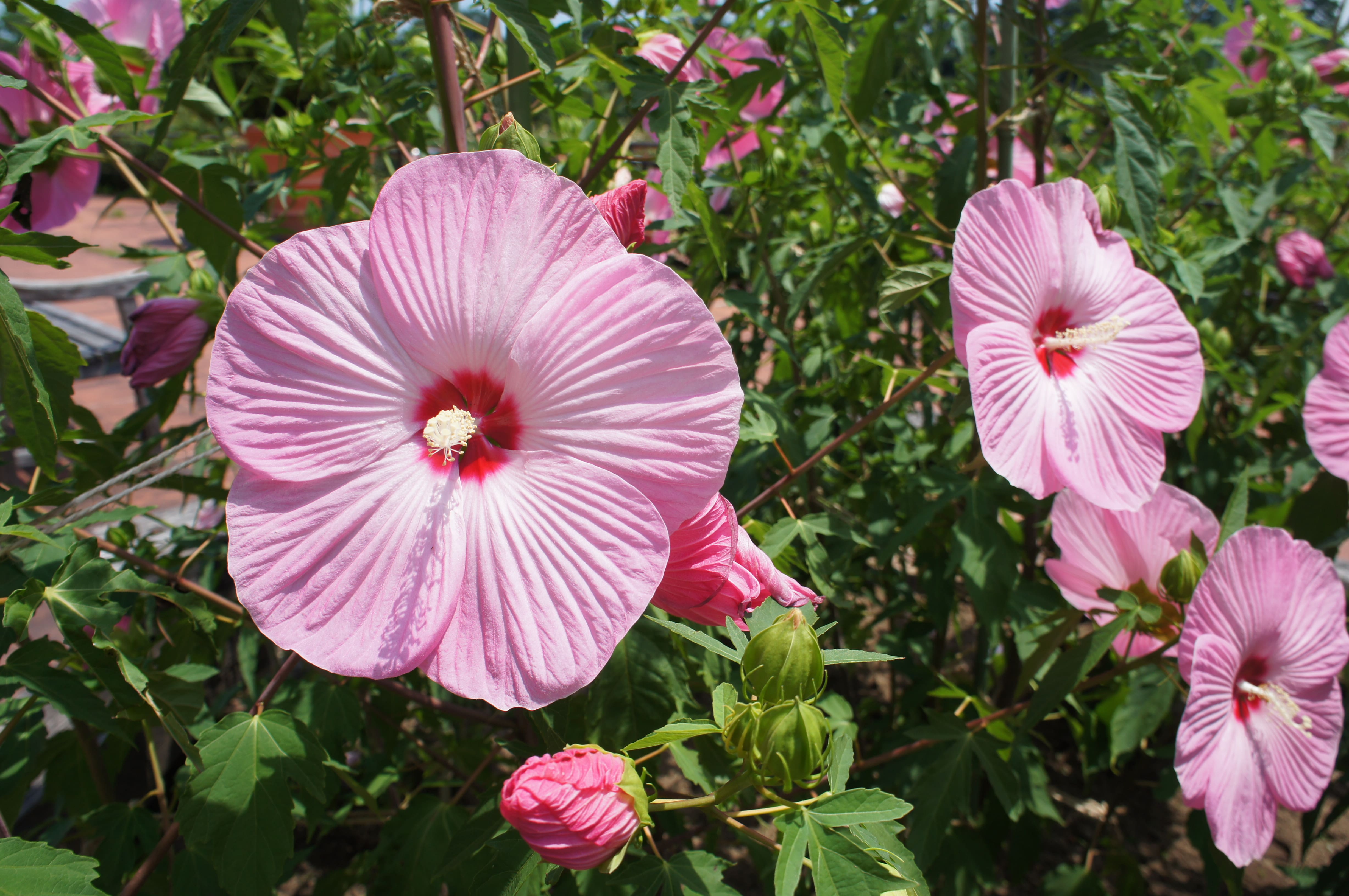 タイタンビカス | 松阪農業公園ベルファーム - Bell Farm