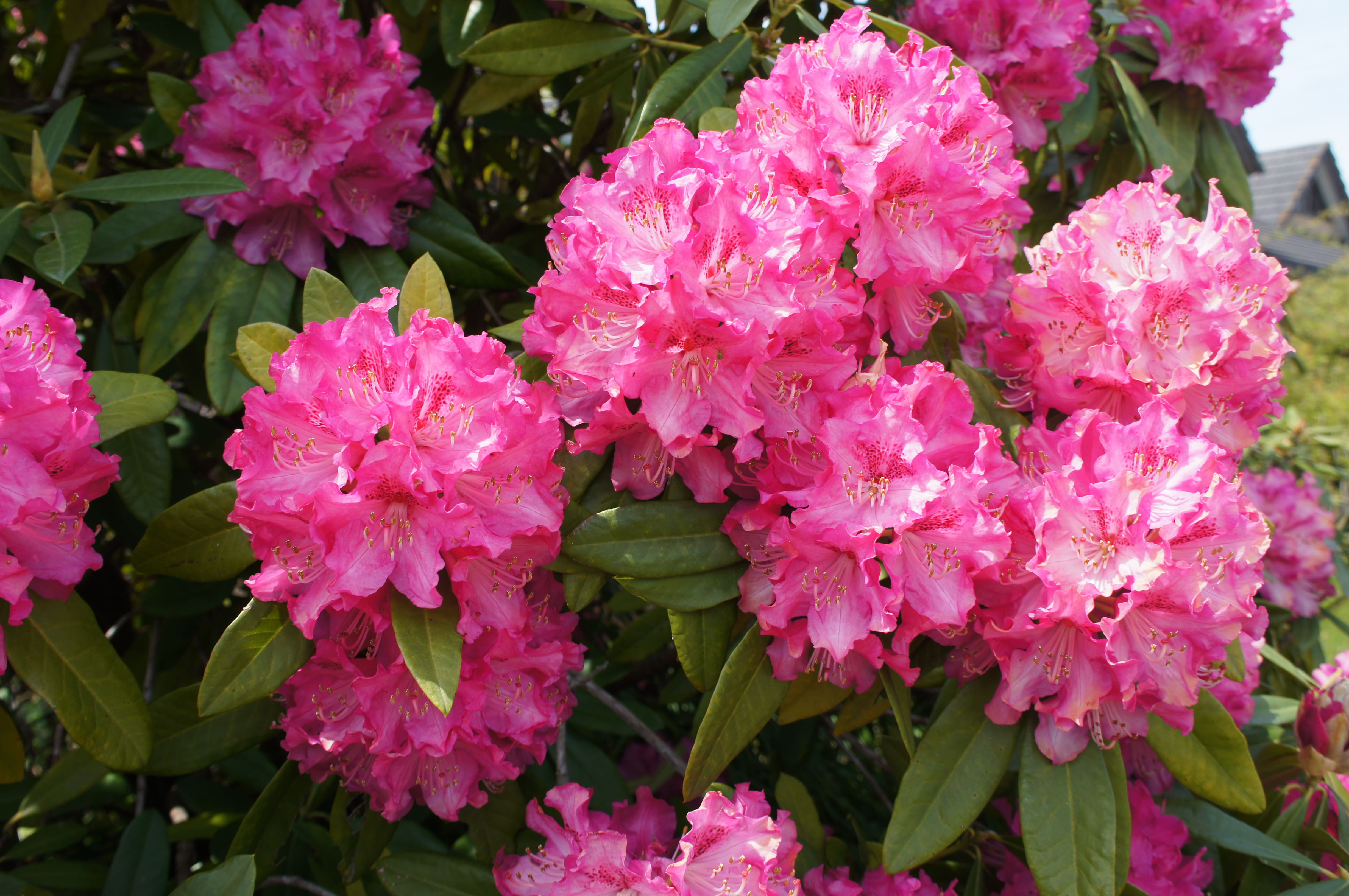 原色日本産ツツジ・シャクナゲ大図譜 楽天市場】誠文堂新光社 原色日本産ツツジ・シャクナゲ大図譜 増補/誠