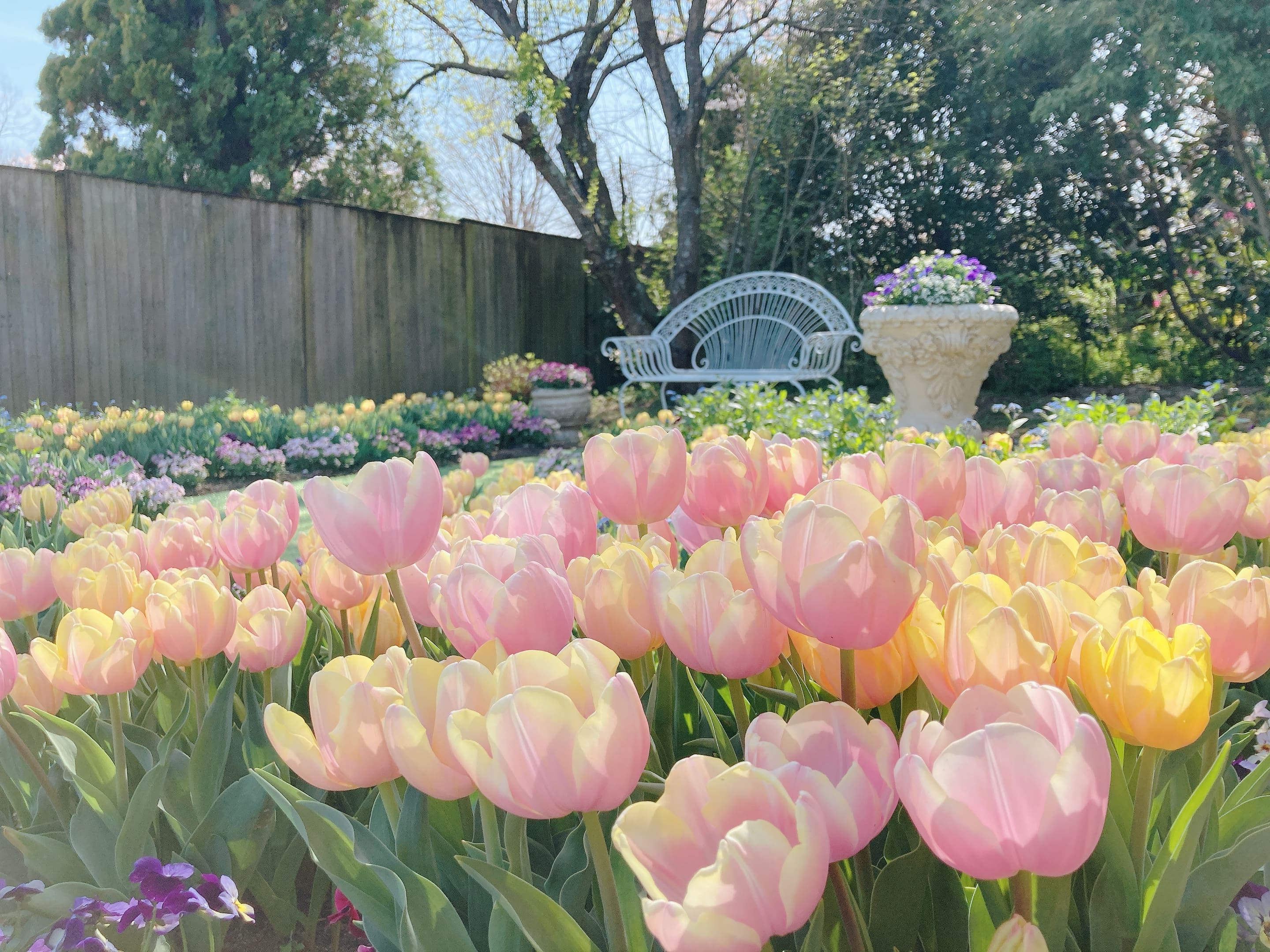 ガーデン早春号 チューリップマップ | 松阪農業公園ベルファーム