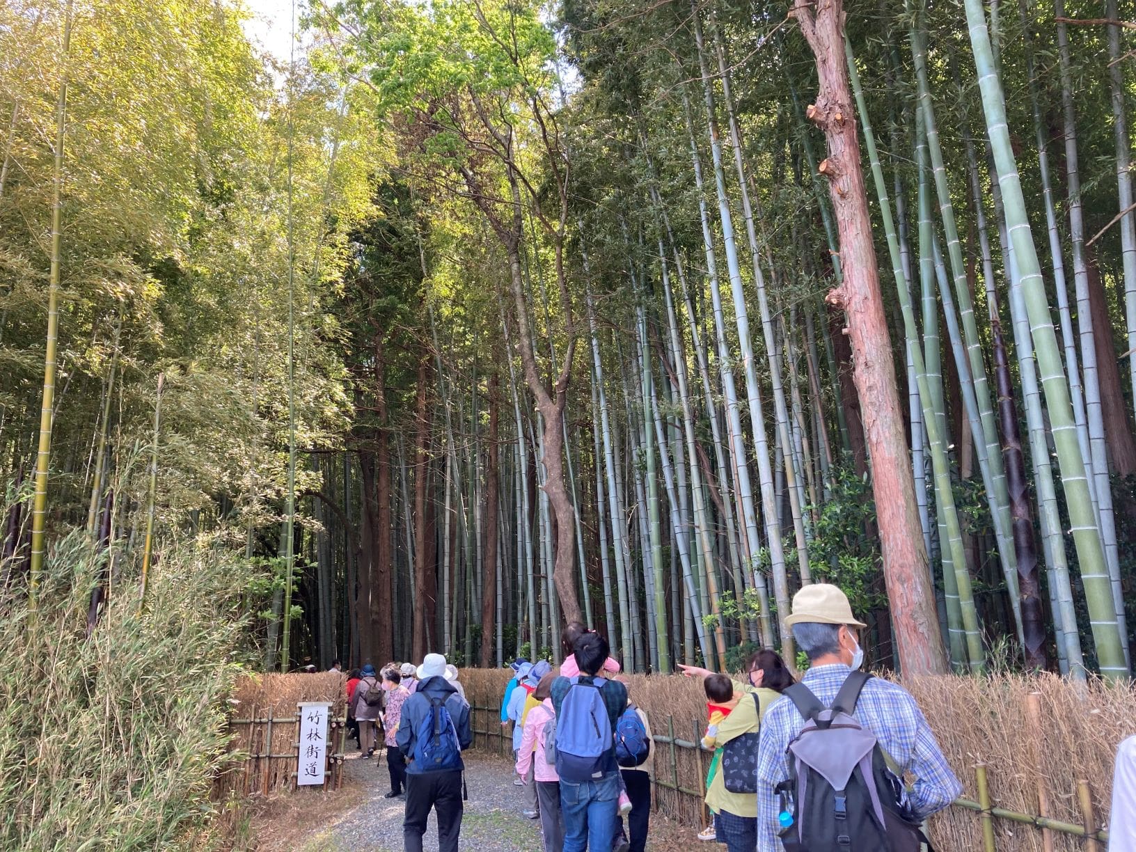 みんなで歩こう！美濃田の大仏と、風が気持ちいい竹林街道 | 松阪農業