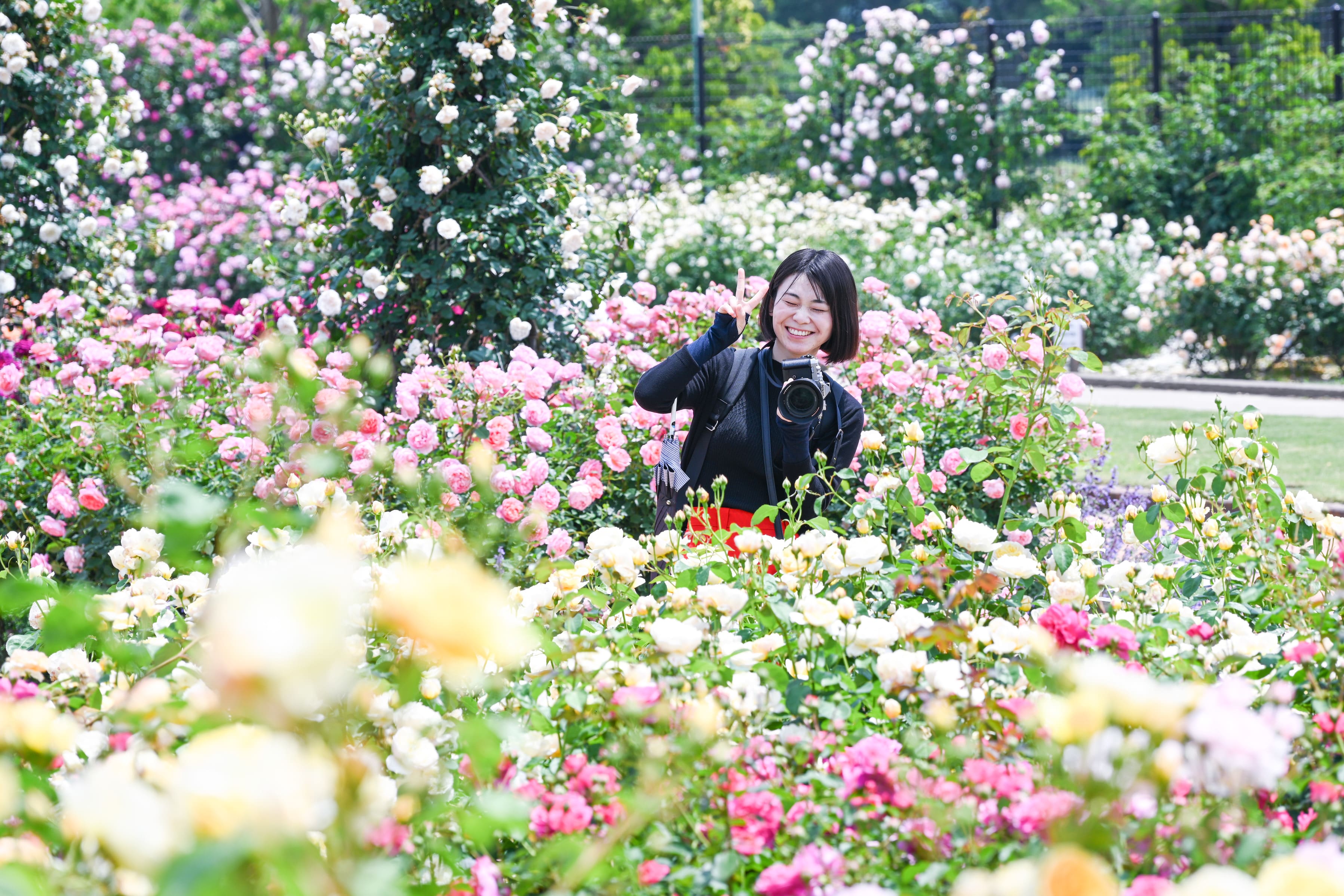 魔女の棲む森～Pinus lambertiana～】ドライフラワー 松ぼっくり