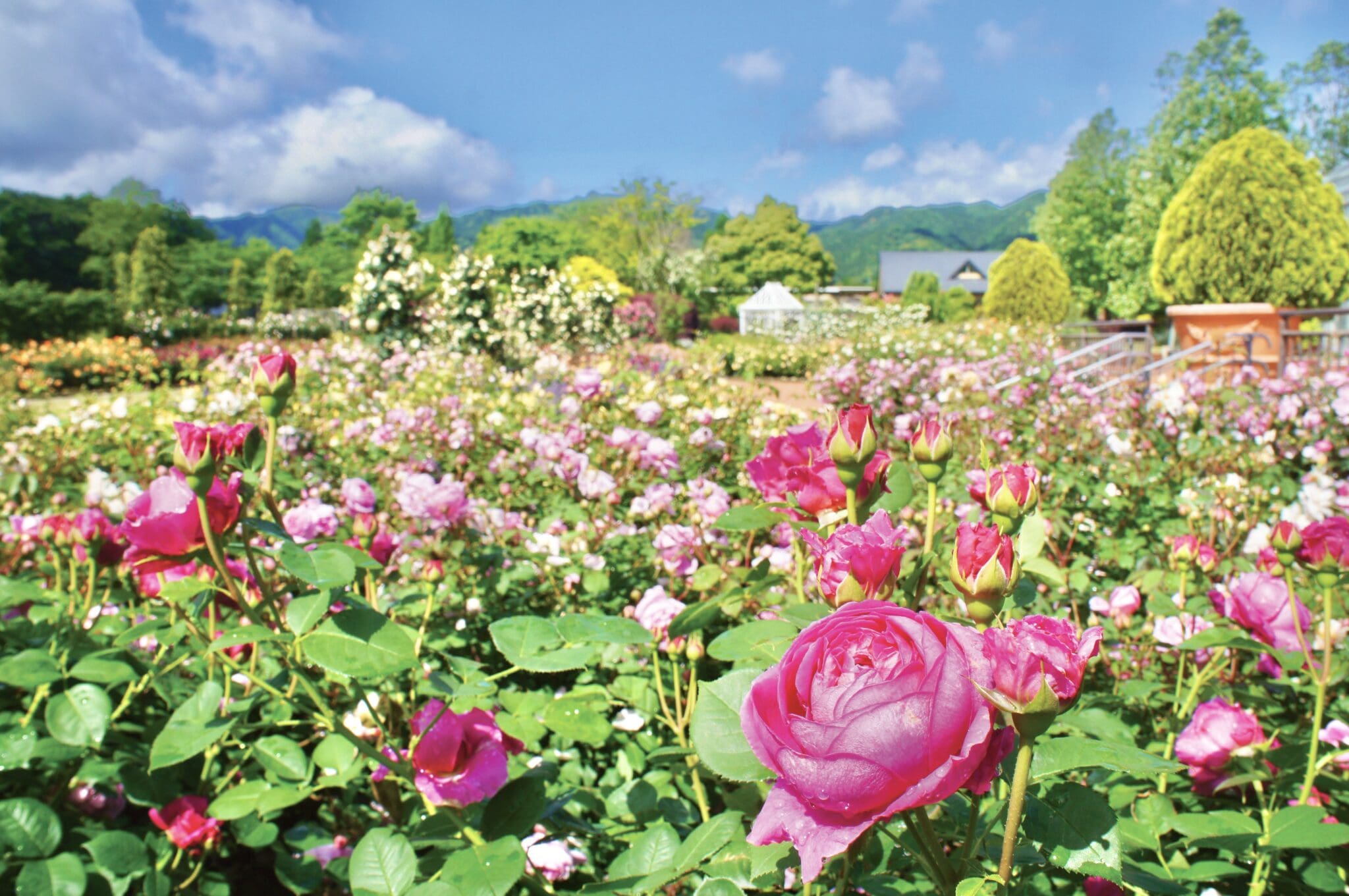 没後100年記念 長谷川可同の風雅な世界 2025年10月3日~2026年1月12日 没後100年記念 長谷川可同の風雅な世界 2025年10月3日~2026年1月12日