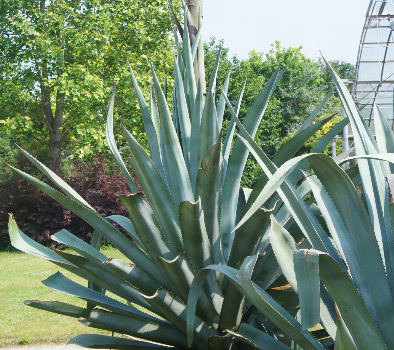 アオノリュウゼツラン(青の竜舌蘭) | 松阪農業公園ベルファーム - Bell  