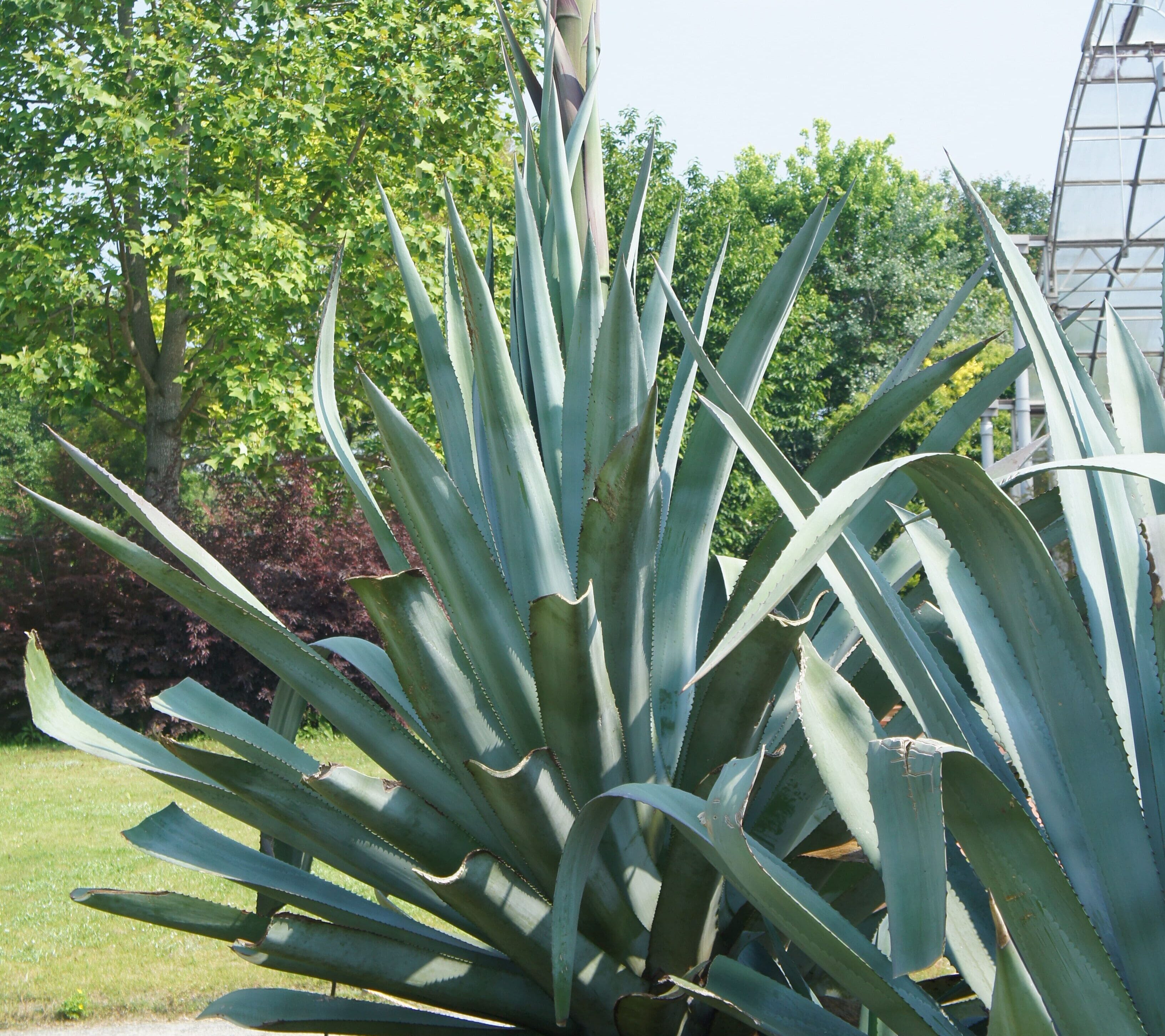 特大】 アガベ リュウゼツラン アオノリュウゼツラン 散らさ 竜舌蘭 