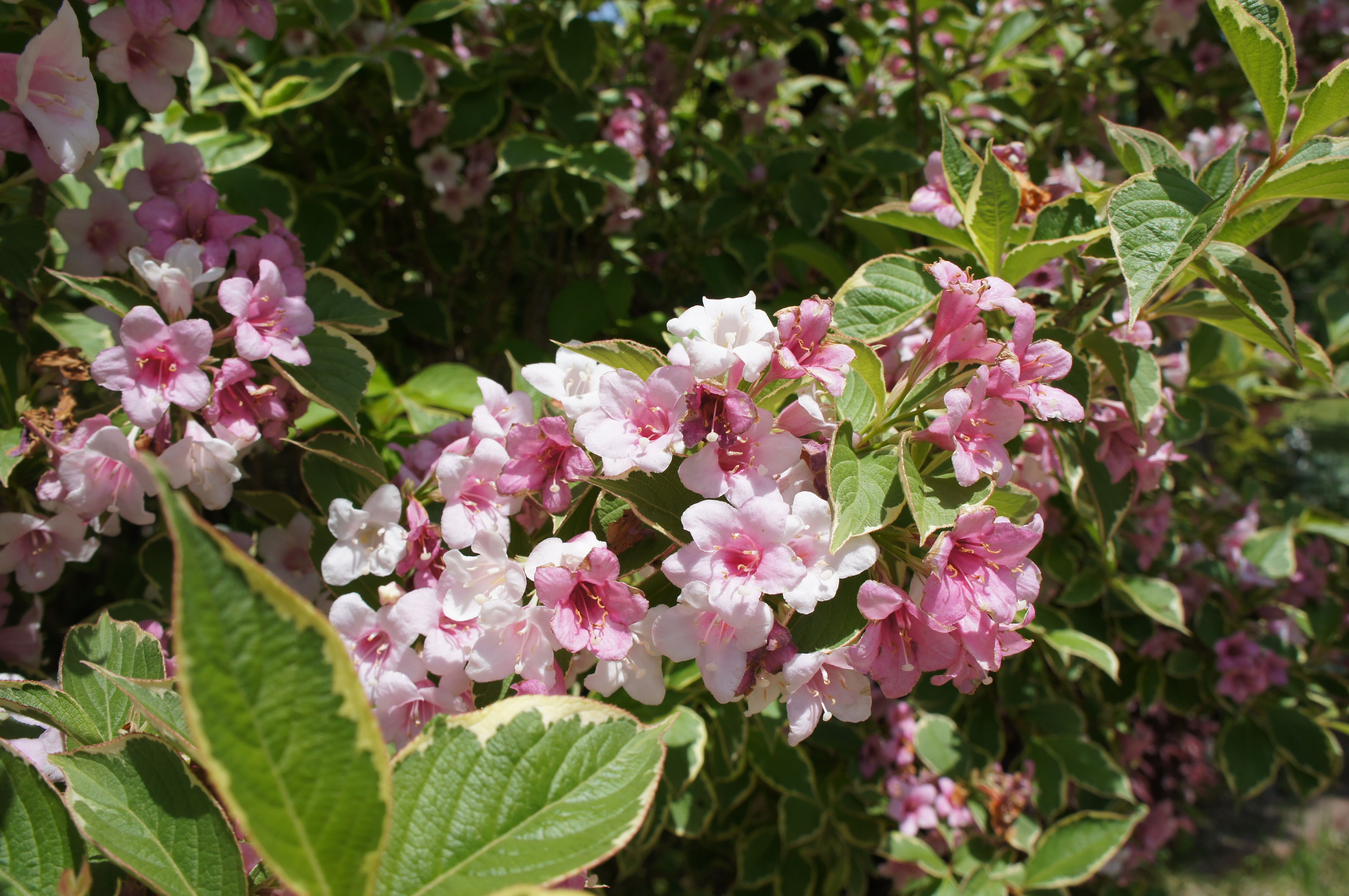 斑入りオオベニウツギ | 松阪農業公園ベルファーム - Bell Farm