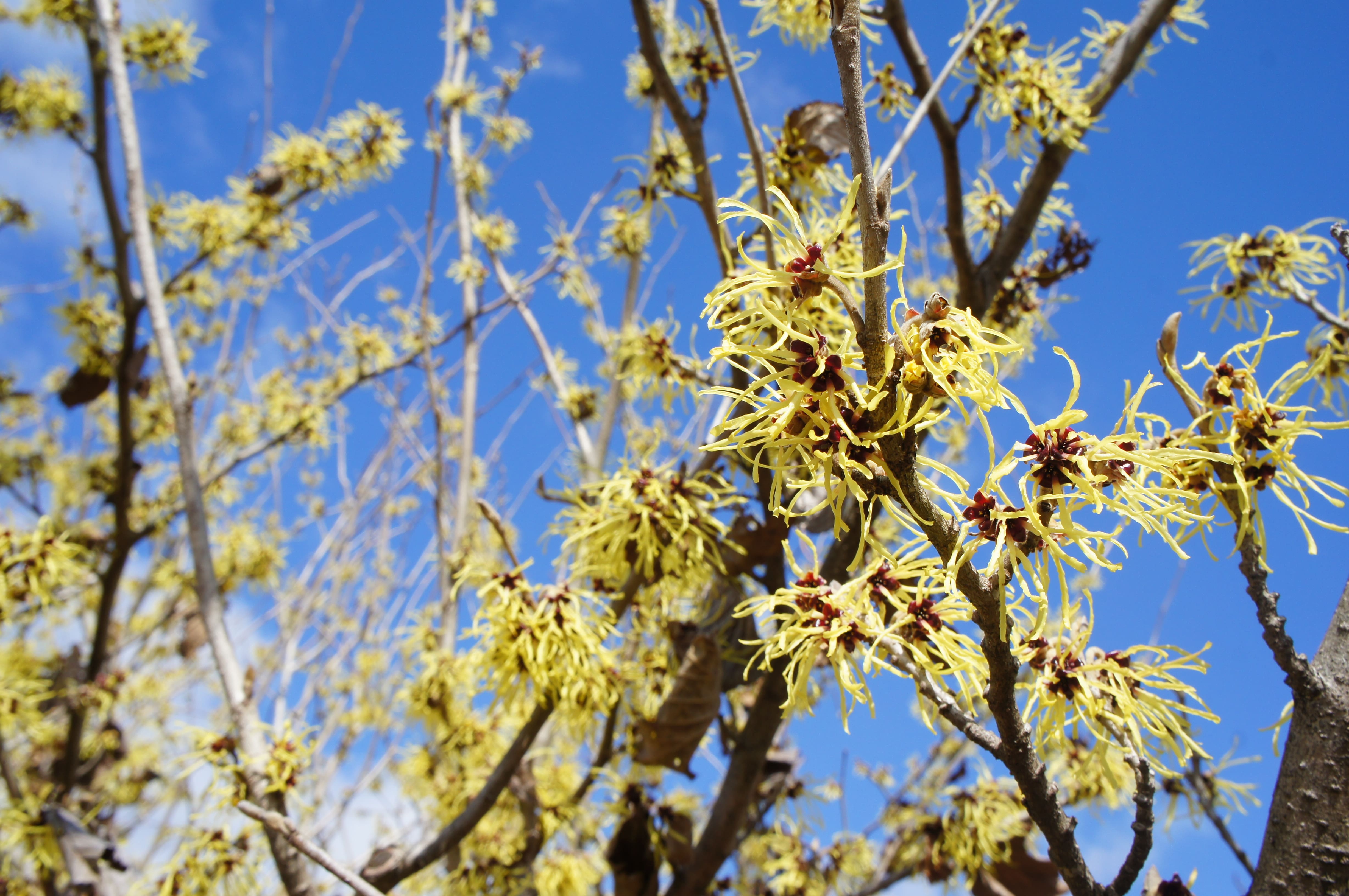 100 山採り マンサク マンサク(満作・万作) | 松阪農業公園ベル