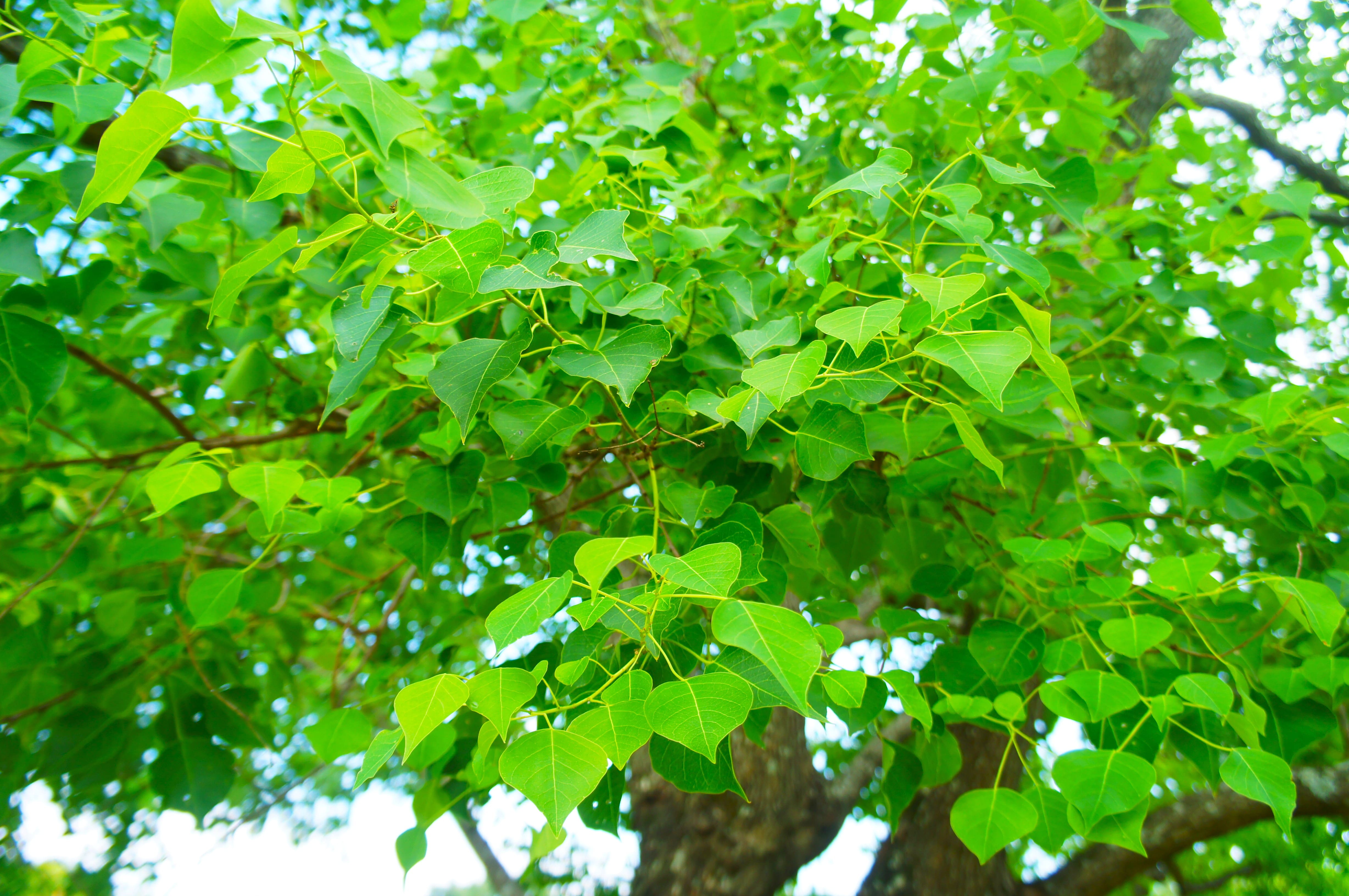 ナンキンハゼ(南京櫨) | 松阪農業公園ベルファーム - Bell Farm