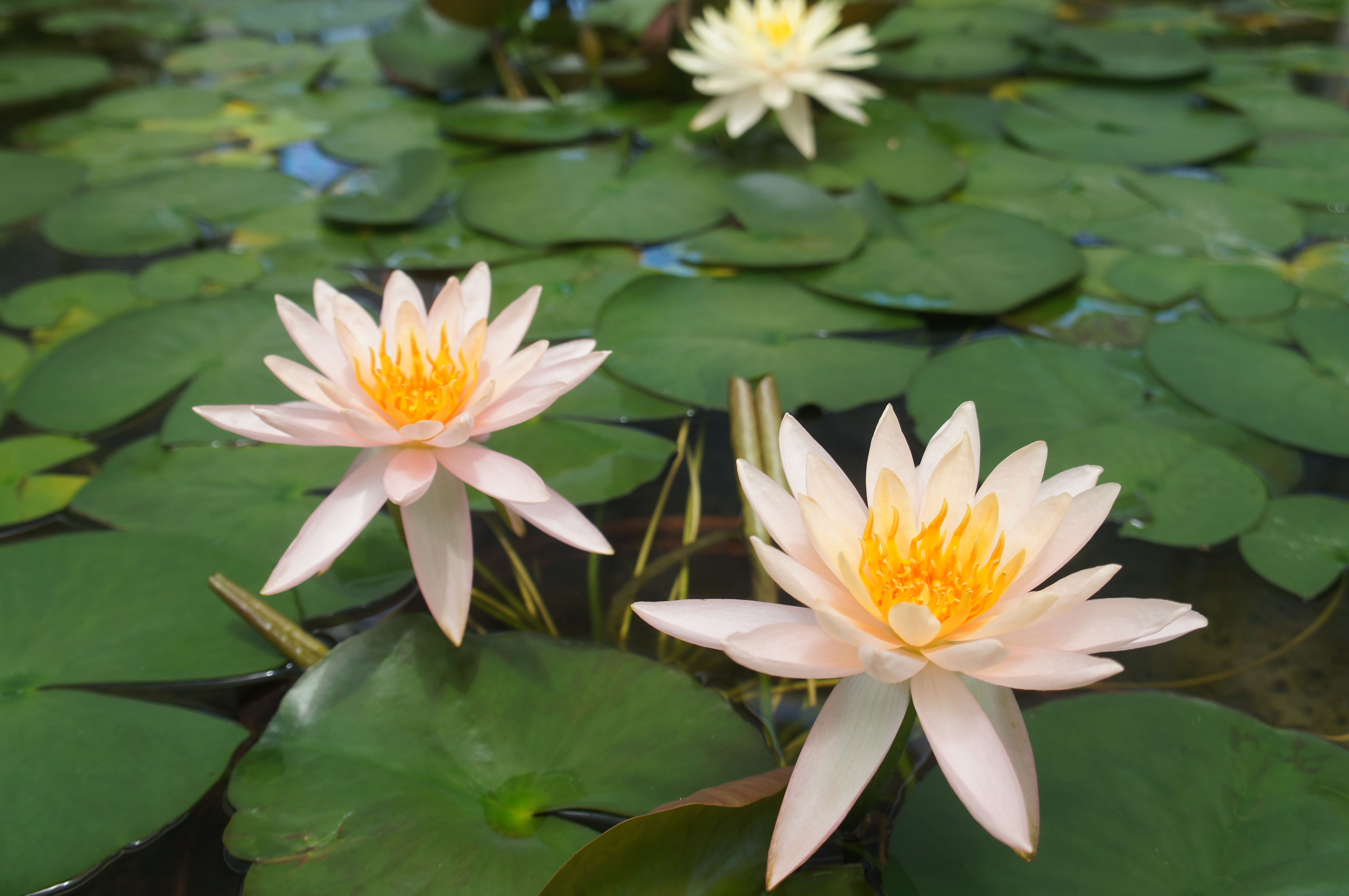 温帯スイレン | 松阪農業公園ベルファーム - Bell Farm