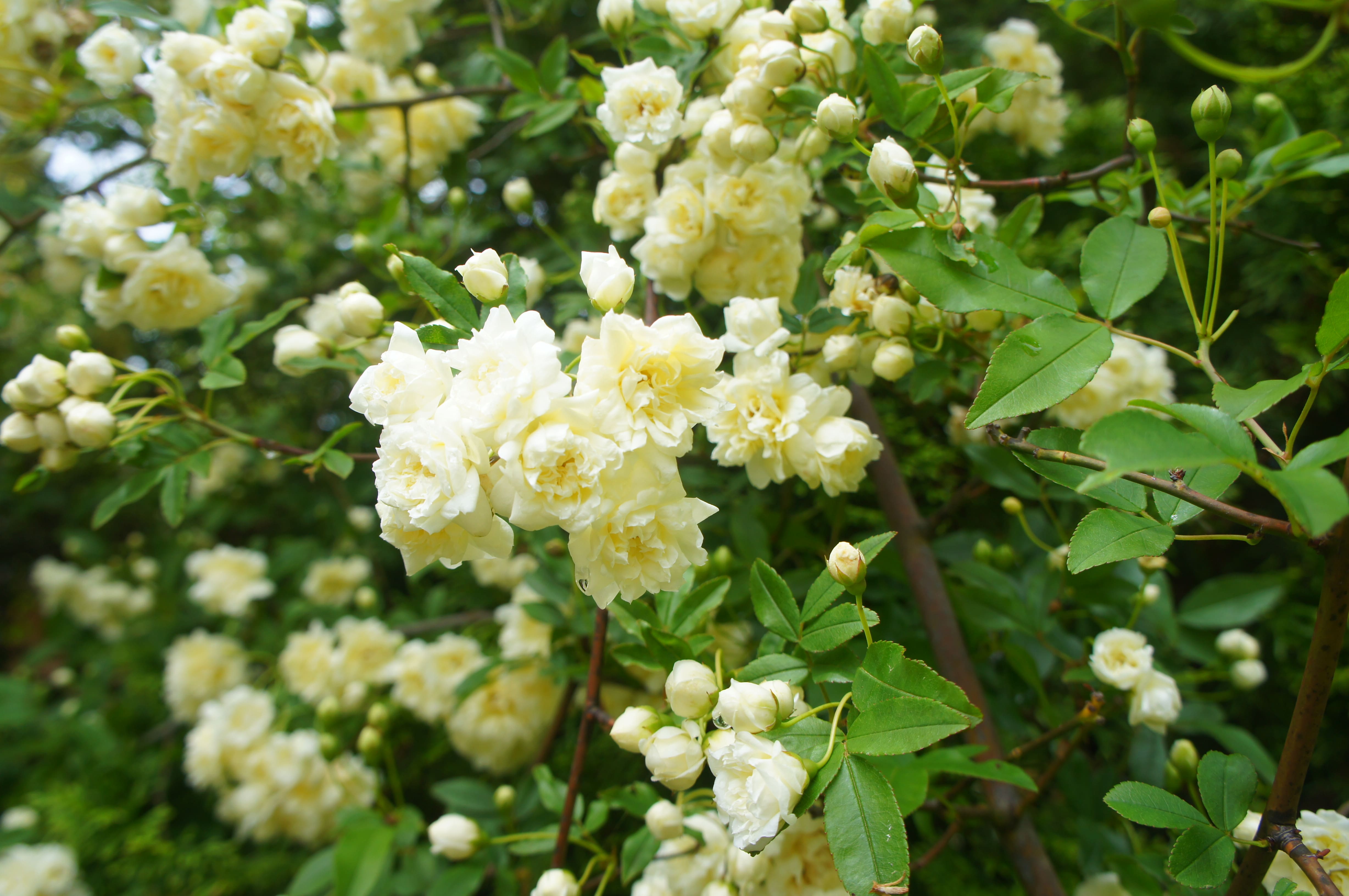 DSC08723.jpg